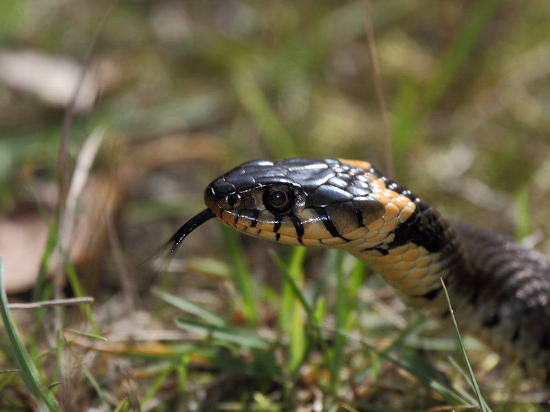 Reptiles